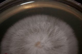 Malt Extract Yeast Agar (MEYA)   mushroom substrate, grow like magic