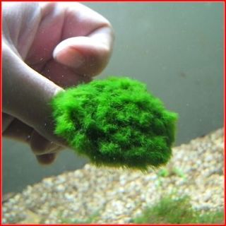 Vesicularia sp. Green blanket moss STONE PAD Live plant