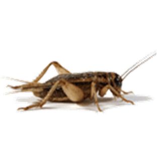 Live Crickets 3/4 Inch 5 wks old, 500ct  1500ct, Reptile Food (FREE