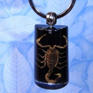 Scorpion Insect Specimen Real Insect Amber Key Chain