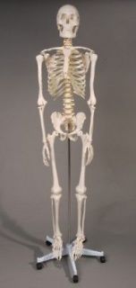 Deluxe Human Skeleton Life Size Educational NEW