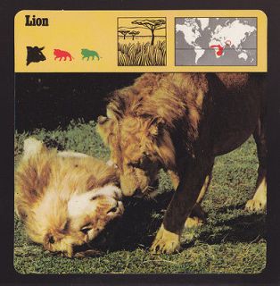 King Of The Jungle 1975 1980 SAFARI ANIMAL FACT PHOTO CARD 06 121