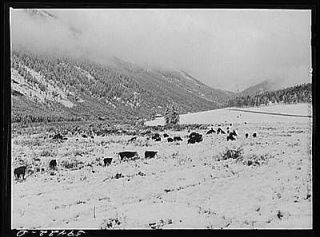 cattle on grazing land after early blizzard. Ashcroft,Color ado