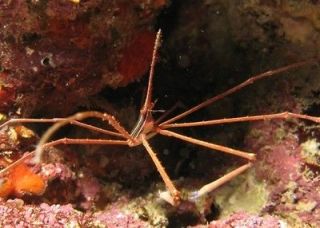 Crab Shrimp live saltwater tropical reef fish for aquarium fish tank