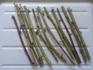 Blackberry cuttings Canes Thornless Tripple Crown Cuttings ready for