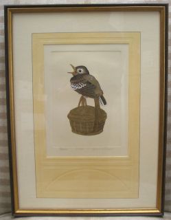 Yvonne Davis Limited Edition Hand Colored Etching Print Bird Opus 1