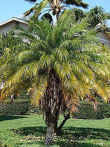 Tropical Palm Phoenix Roebelinii Seeds~Pygmy Miniature Date palm Tree