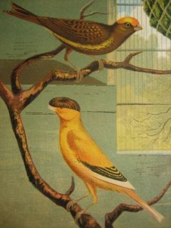 HOLDEN CANARIES CAGE BIRDS LIZARD & NORWICH CANARY 1888