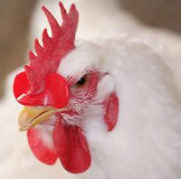 100 pcs poultry Chicken Eyes Glasses livestock aviod chicken peck