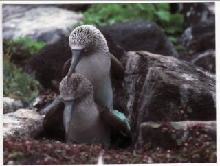 Postcard BLUE FOOTED BOOBY BIRDS MATING