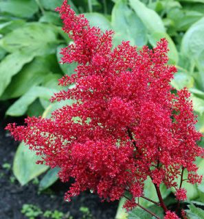 JAPANESE ASTILBE~RED SENTINEL~PERENNIAL SHADE PLANT,FERN LEAF