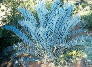 Encephalartos Horridus SHARP BLUE CYCAD Special Price Cactus Succulent