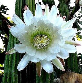 San Pedro Cactus Trichoc ereus FRAGRANT blooms 25 seeds
