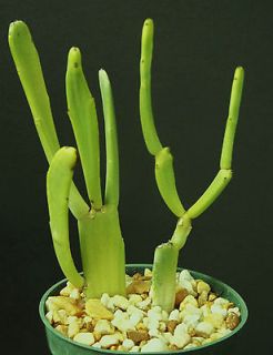 Enterophora ssp. Crassa rare succulent plant exotic cactus garden 4