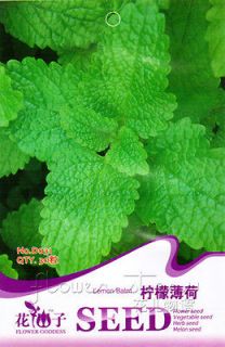 Catnip Seeds ★ Herb Seeds Healthy Effective Popular Good Effect