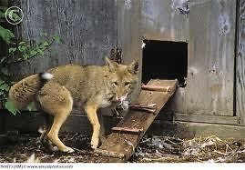 Coyote Predator Call Chicken Distress 1 Hr LureTurn On And Hunt,Fox