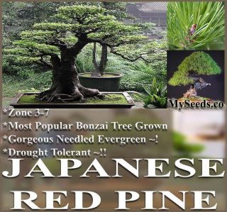 RED PINE Pinus densiflora JAPANESE BONSAI TREE ~ FRESH SEEDS ~ A+
