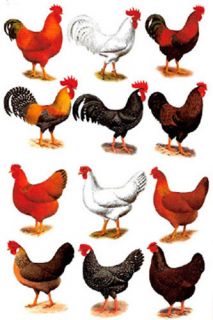 12 Rooster Hen Select Size Waterslide Ceramic Decals