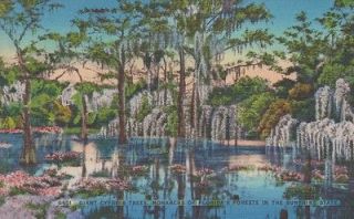FL   GIANT CYPRESS TREES, MONARCHS OF FLORIDAS FORESTS  LINEN USED