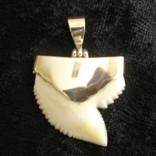 Galeocerdo cuvier TIGER SHARK TOOTH FOR SALE FULL SILVER CLEARANCE