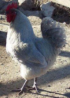 Newly listed 12+ Lavender Orpington Chicken Hatching Eggs